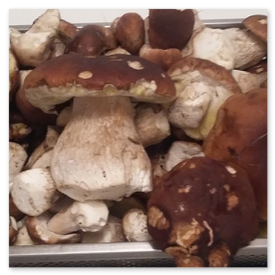 Bolets frais du terroir